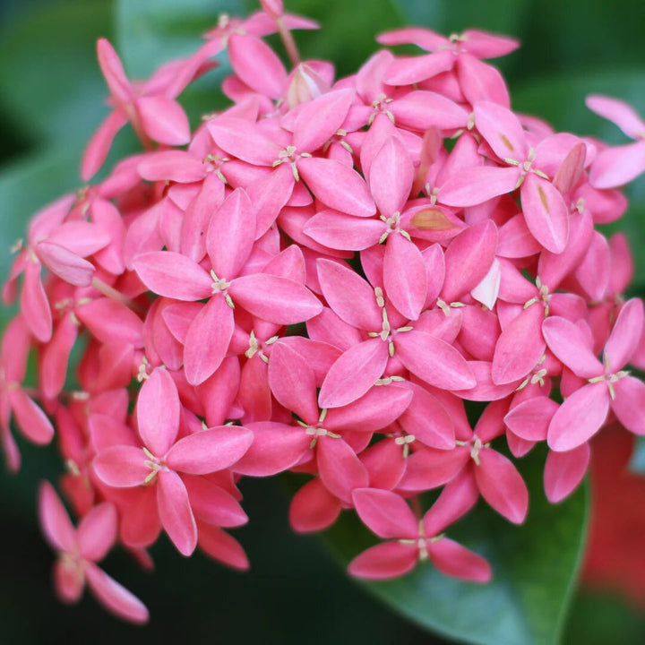 Pink Ixora Flower Seeds – Heirloom, Non-GMO, High Germination Seeds