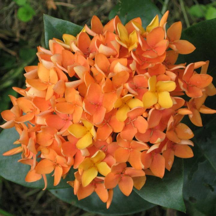 Orange Ixora Flower Seeds – Heirloom, Non-GMO, High Germination Seeds