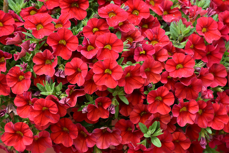 Red Calibrachoa Flower Seeds – Heirloom, Non-GMO, High Germination, Organic Garden Seeds