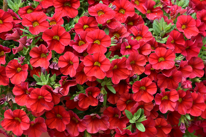 Red Calibrachoa Flower Seeds – Heirloom, Non-GMO, High Germination, Organic Garden Seeds