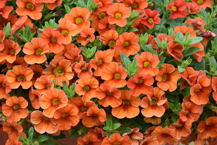 Orange Calibrachoa Flower Seeds for Planting – Heirloom Non-GMO, High Germination Organic Garden Seeds