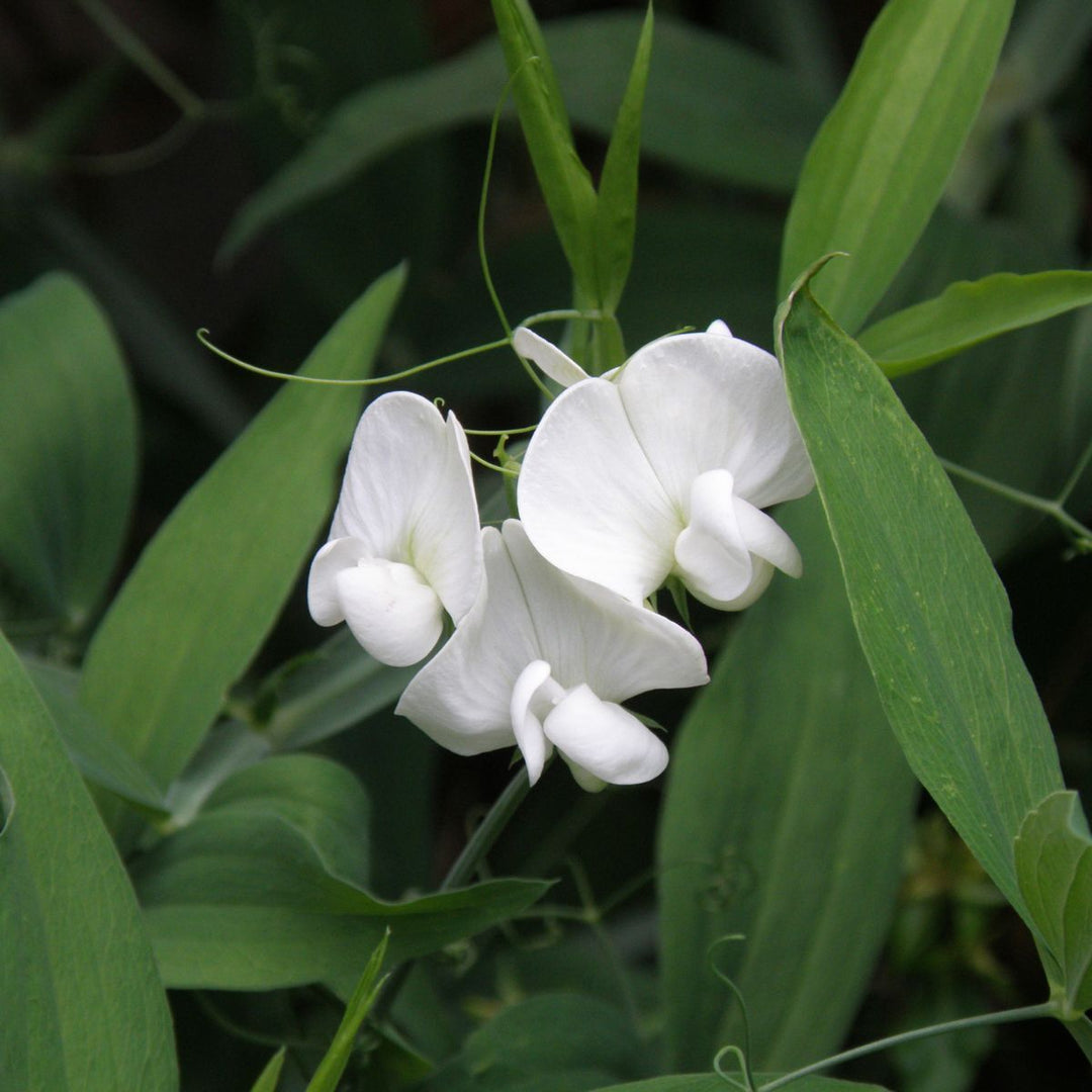 Giant Lathyrus Flower Seeds White – Heirloom, Non-GMO, High Germination Seeds