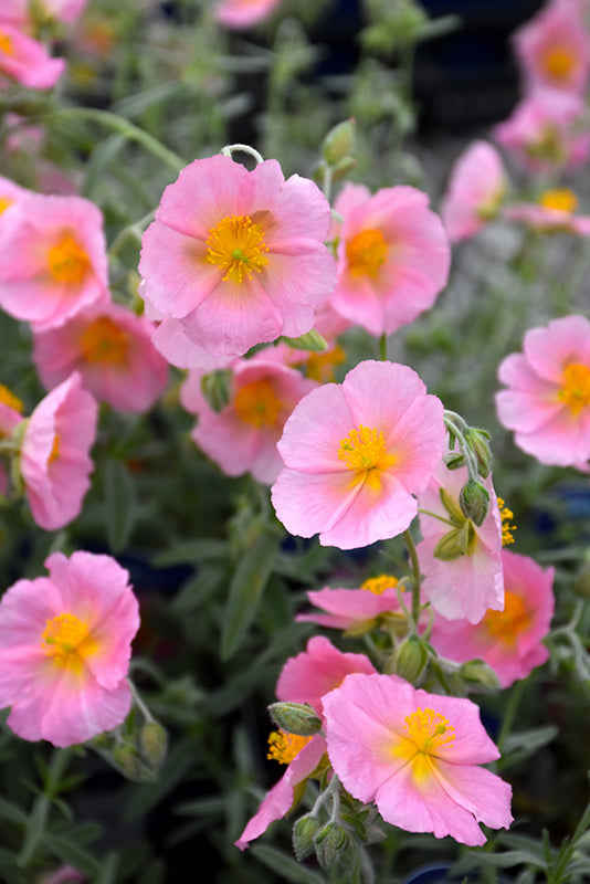 Pink Helianthemum Flower Seeds – Heirloom, Non-GMO, High Germination Seeds