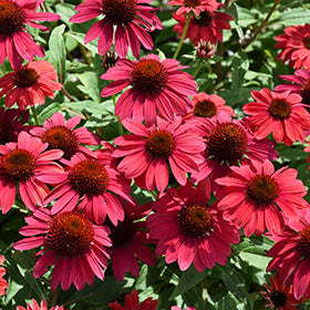 Deep Red Cone Flower Seeds for Planting – Heirloom, Non-GMO, High Germination Organic Garden Seeds