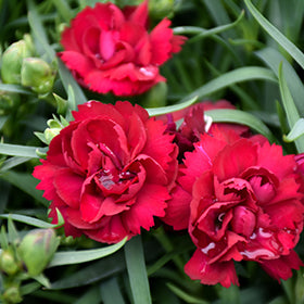 Giant Carnation Flower Seeds Red – Heirloom, Non-GMO, High Germination Seeds