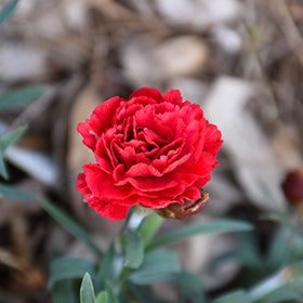 Giant Carnation Flower Seeds Red – Heirloom, Non-GMO, High Germination Seeds