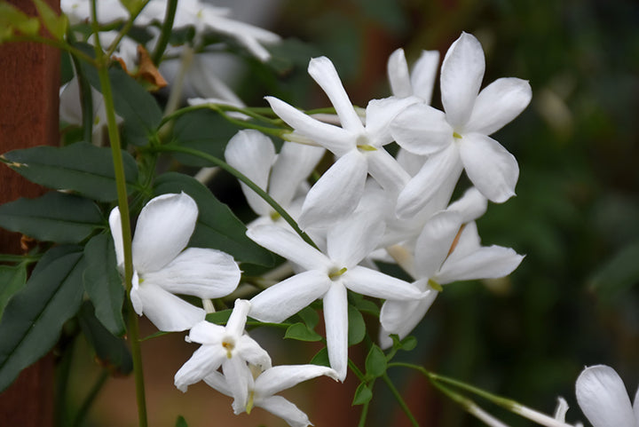 White Climbing Jasmine Flowers Seeds for Planting – Heirloom Non-GMO High Germination