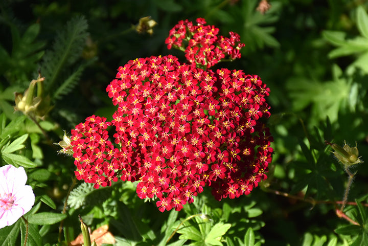 Schleifenblumen-Samen (Rot) – Alte Sorte, gentechnikfrei, keimstark, Bio-Gartensamen