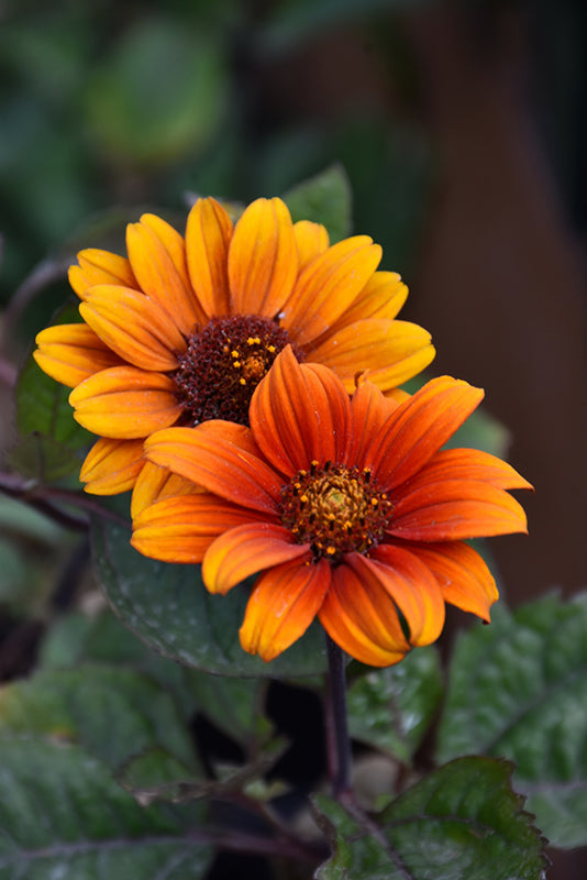 Semillas de flores de Heliopsis Naranja – Herencia, No transgénicas, Semillas de alta germinación