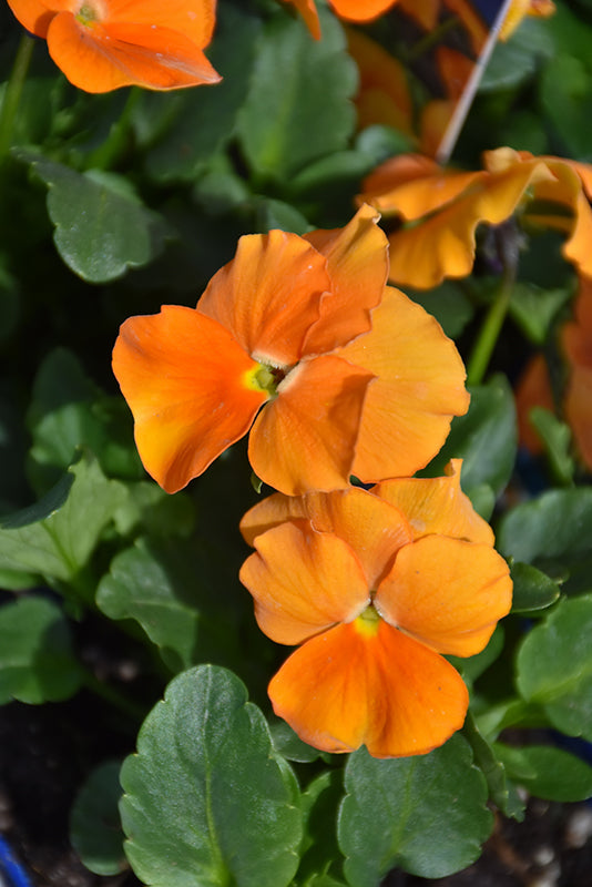 Orange Viola Flower Seeds – Heirloom, Non-GMO, High Germination Seeds