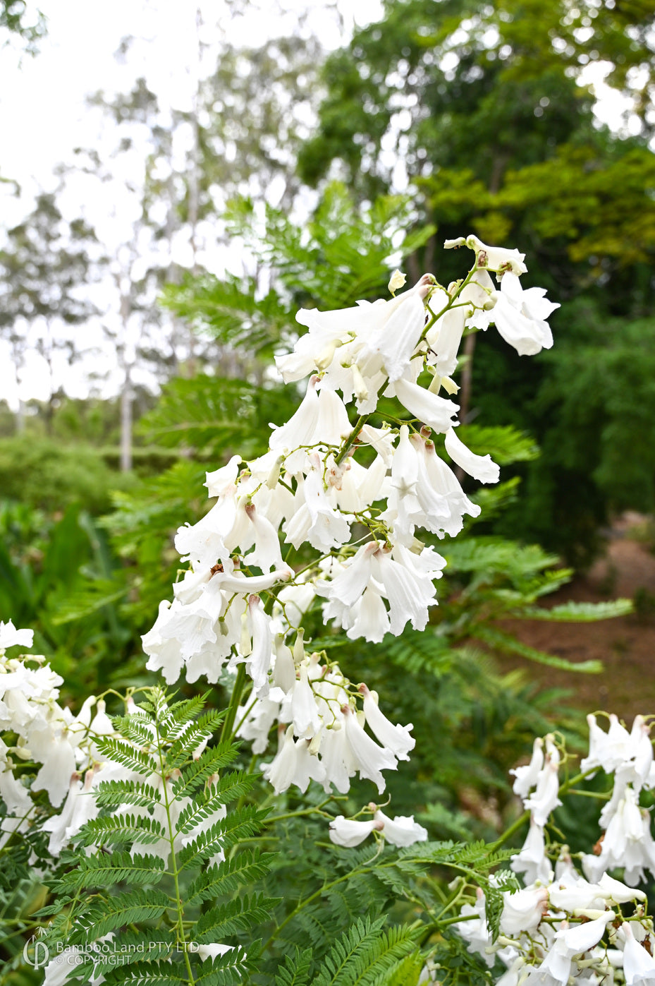 Jacaranda Flower Seeds White – Heirloom, Non-GMO, High Germination Seeds