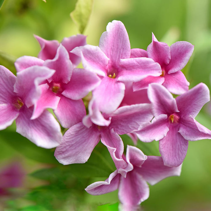 Pink Perennial Jasmine Flower Seeds – Heirloom Non-GMO, High Germination Organic Seeds