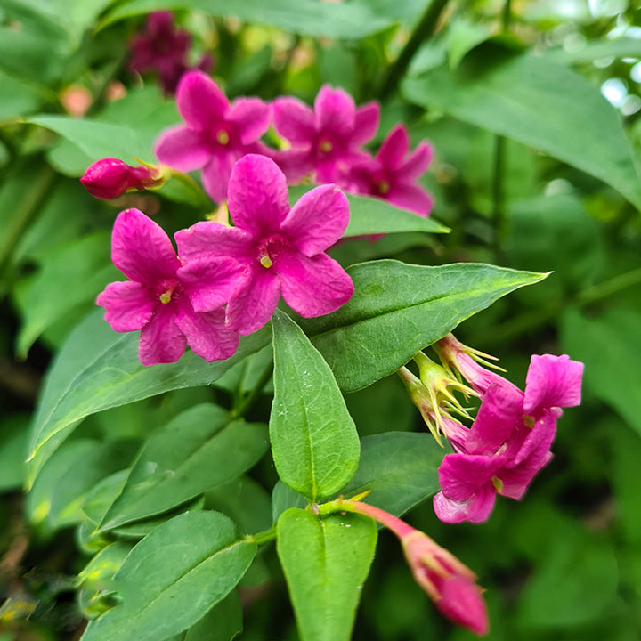 Rosa Jasminblüten-Samen – Alte Sorte, gentechnikfrei, hohe Keimrate