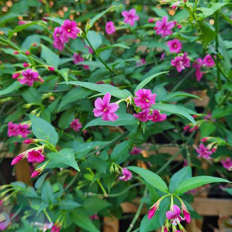 Rosa Jasminblüten-Samen – Alte Sorte, gentechnikfrei, hohe Keimrate