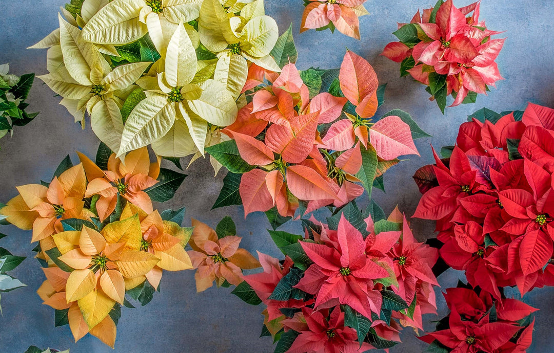 Mixed Poinsettia Flower Seeds – Heirloom, Non-GMO, High Germination Seeds