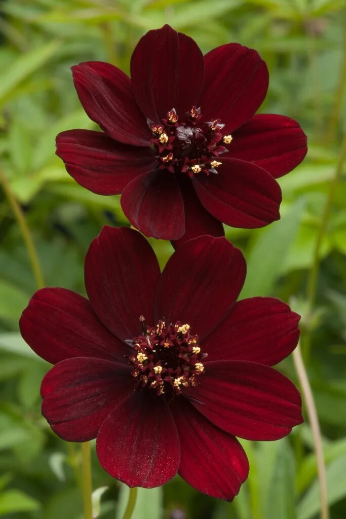 Cosmos Flower Seeds Brown – Heirloom, Non-GMO, High Germination Organic Garden Seeds for Planting