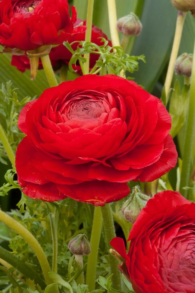 Red Asiaticus Flower Seeds for Planting – Heirloom Non-GMO High Germination Organic Seeds