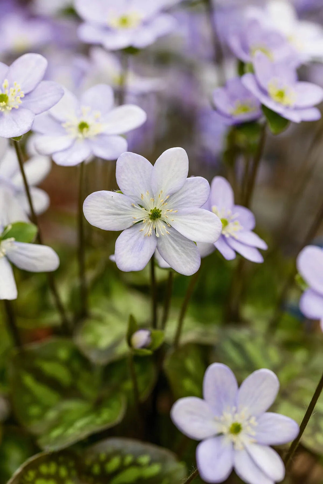 Hepatica Flower Seeds Perennial – Heirloom, Non-GMO, High Germination Seeds