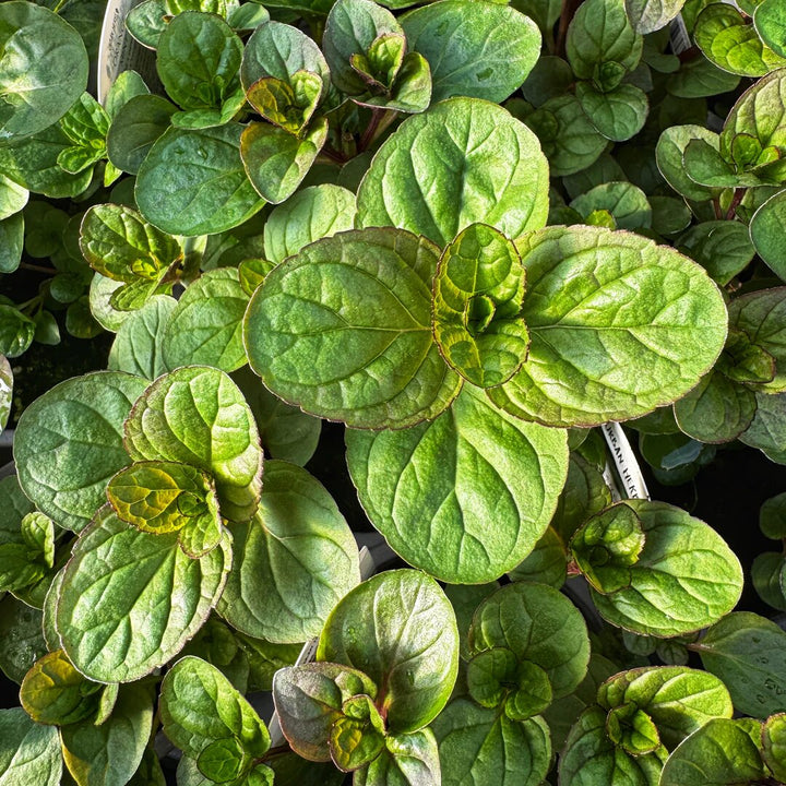 Orange Mint Seeds for Planting – Heirloom Non-GMO High Germination Herb Seeds