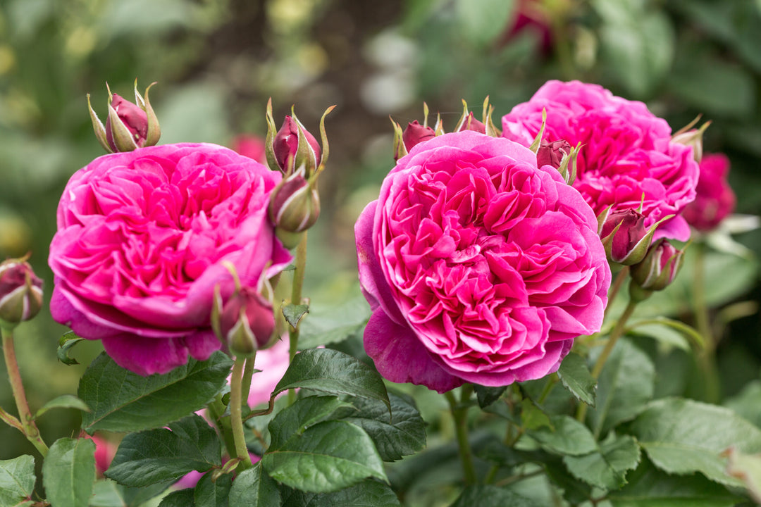 Pink Austin Rose Flower Seeds for Planting Heirloom Non-GMO High Germination Organic Garden Seeds