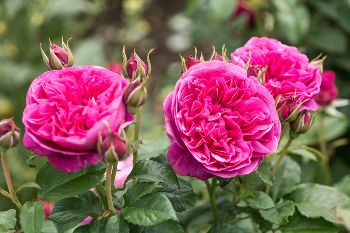 Pink Austin Rose Flower Seeds for Planting Heirloom Non-GMO High Germination Organic Garden Seeds