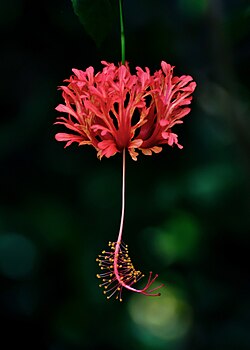 Red Hibiscus Schizopetalus Flower Seeds – Heirloom, Non-GMO, High Germination Seeds