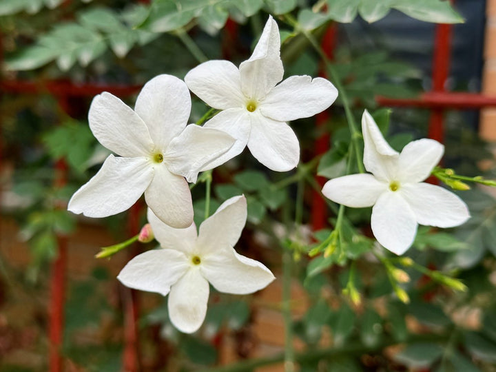 Semillas de jazmín perenne – Antiguas, sin OMG, de alta germinación