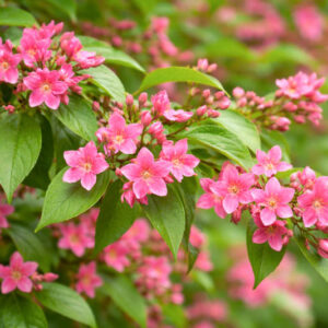 Jasmine Flower Seeds Pink Perennial – Heirloom, Non-GMO, High Germination Seeds