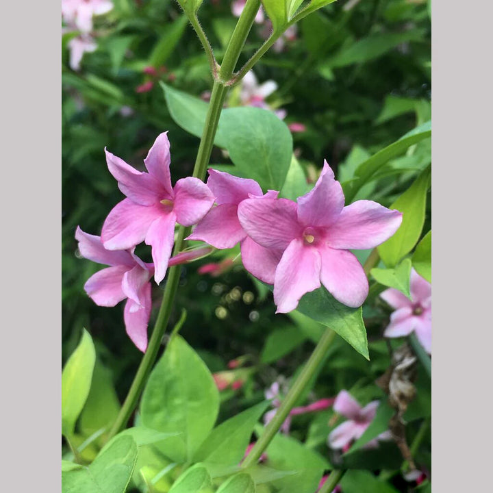 Pink Perennial Jasmine Flower Seeds – Heirloom Non-GMO, High Germination Organic Seeds
