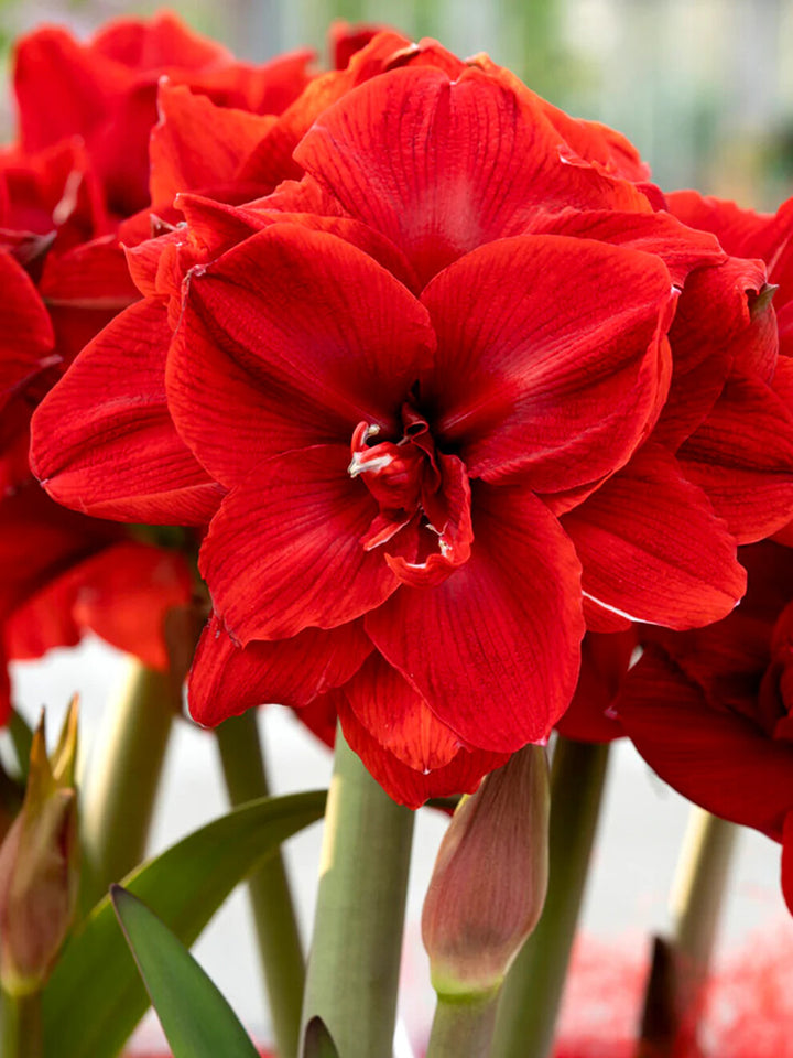 Amaryllis Flower Seeds Red for Planting – Heirloom Non-GMO High Germination Organic Seeds