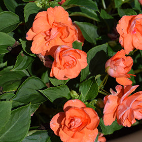 Orange Double Impatiens Flower Seeds – Heirloom, Non-GMO, High Germination Seeds