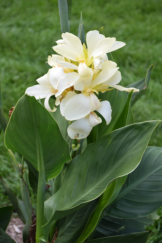 White Canna Lily Flower Seeds – Heirloom, Non-GMO, High Germination Seeds for Planting