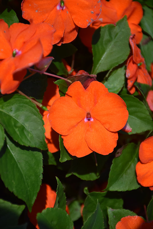 Orange Impatiens Flower Seeds – Heirloom, Non-GMO, High Germination Seeds