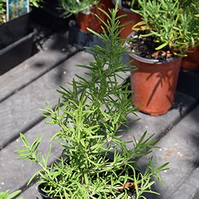 Golden Rain Rosemary Plant Seeds for Planting – Heirloom Non-GMO High Germination Organic Garden Seeds