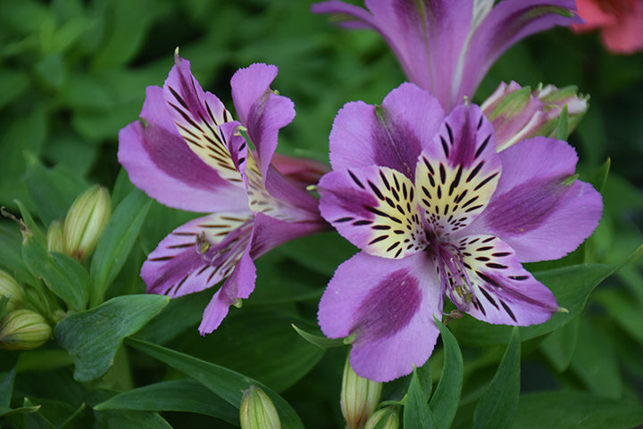 Purple Alstroemeria Flower Seeds for Planting Heirloom Non-GMO High Germination Organic Garden Seeds