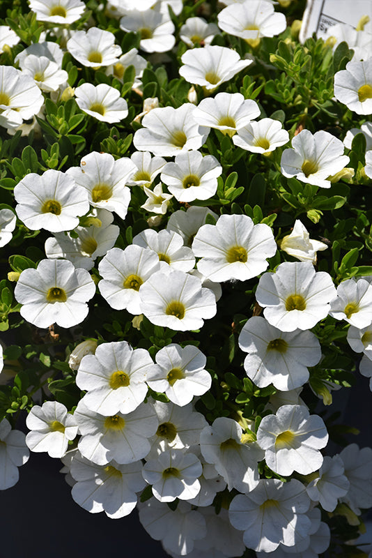 White Calibrachoa Flower Seeds – Heirloom, Non-GMO, High Germination, Organic Seeds for Planting