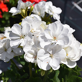 White Pelargonium Geranium Flower Seeds – Heirloom, Non-GMO, High Germination Seeds