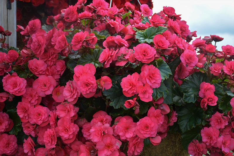 Dark Pink Begonia Flower Seeds for Planting – Heirloom Non-GMO High Germination Organic Seeds