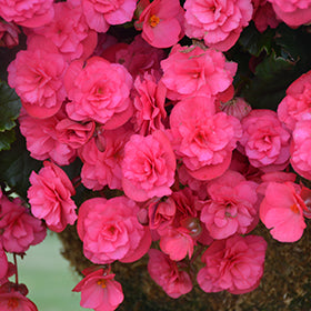 Dark Pink Begonia Flower Seeds for Planting – Heirloom Non-GMO High Germination Organic Seeds