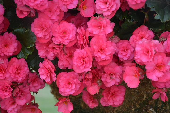 Dark Pink Begonia Flower Seeds for Planting – Heirloom Non-GMO High Germination Organic Seeds
