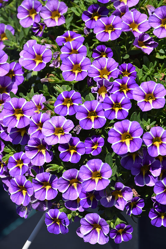 Perennial Purple Calibrachoa Flower Seeds for Planting Heirloom Non-GMO High Germination Organic Garden Seeds