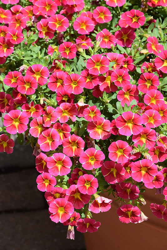 Red Yellow Calibrachoa Flower Seeds – Heirloom, Non-GMO, High Germination Organic Seeds
