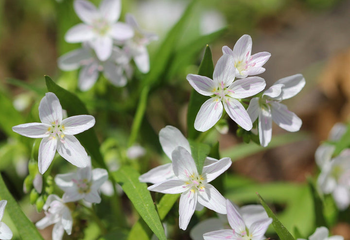 White Claytonia Flower Seeds – Heirloom, Non-GMO, High Germination Garden Seeds