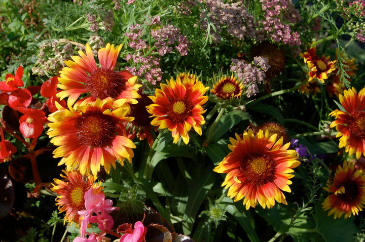 Mixed Aristata Grandiflora Flower Seeds – Heirloom, Non-GMO, High Germination Seeds