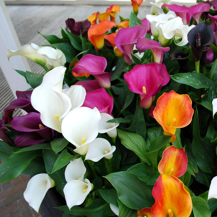 Mischung Calla Lilie Blumensamen – Alte Sorte, gentechnikfrei, hohe Keimfähigkeit Bio-Gartensamen zum Pflanzen