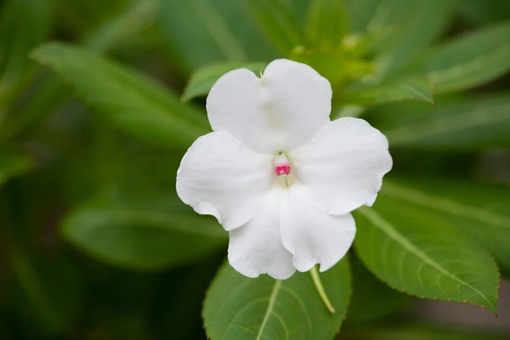 Balsam Flower Seeds White for Planting – Heirloom Non-GMO High Germination Organic Seeds