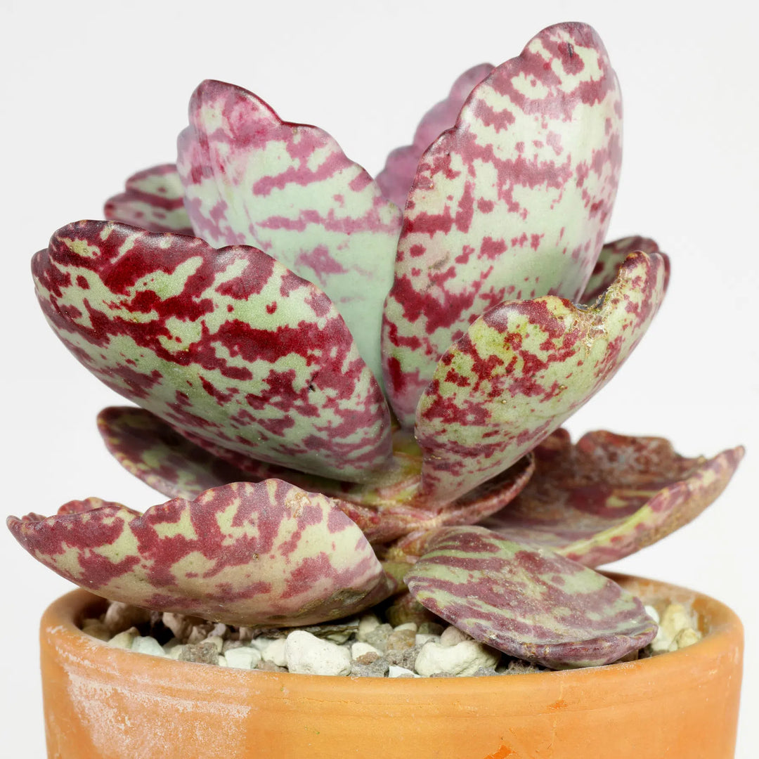 Kalanchoe Kalanchoe herb seeds
