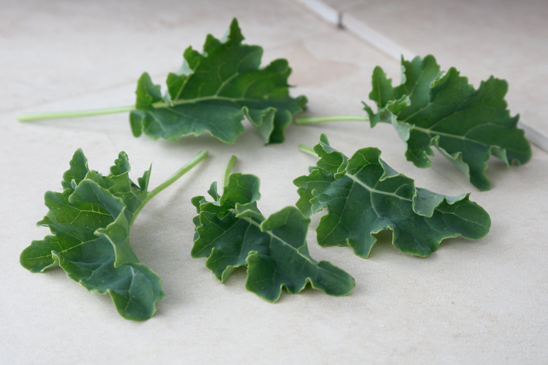 Ridge Kale herb seeds