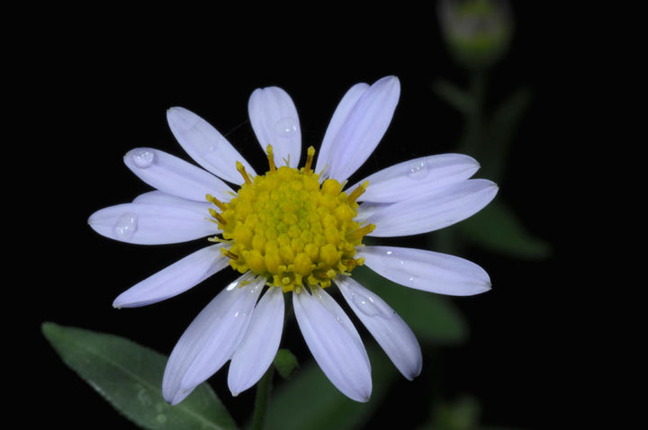 Kalimeris Flower Seeds – Heirloom, Non-GMO, High Germination Organic Garden Seeds for Planting