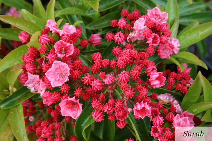 Laurel Flower Seeds Organic Red – Heirloom, Non-GMO, High Germination Seeds
